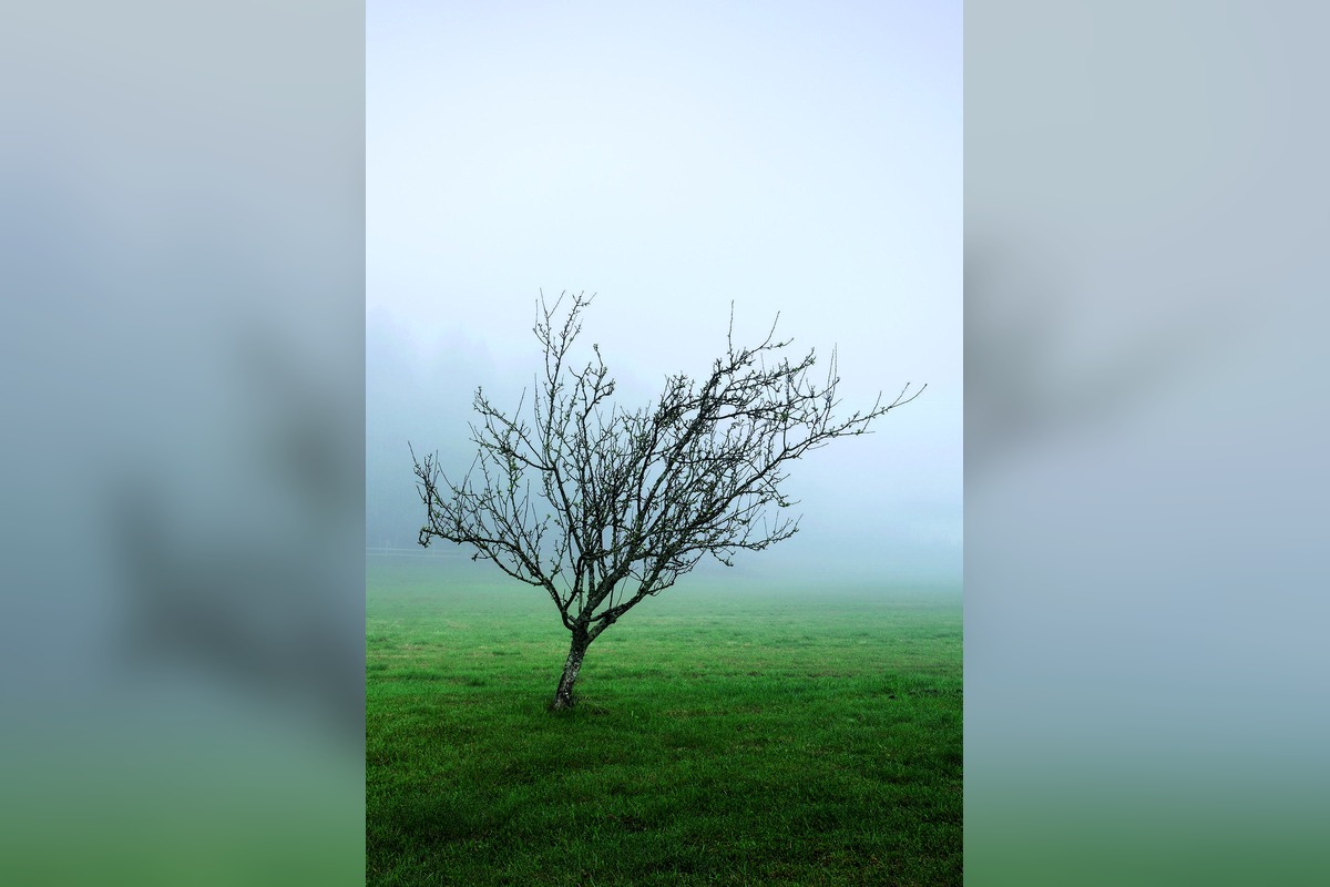 Árbol en silencio