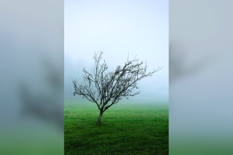Árbol en silencio